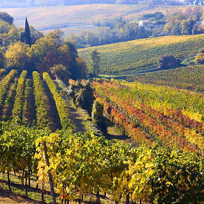 weinberge-historische-villen-valpolicella